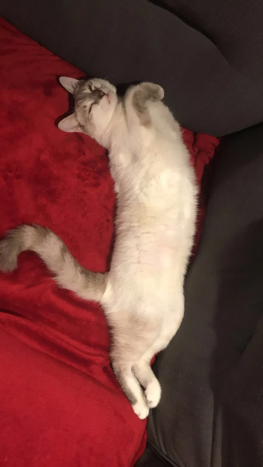 Lost cat in Lafayette, LA, 70508