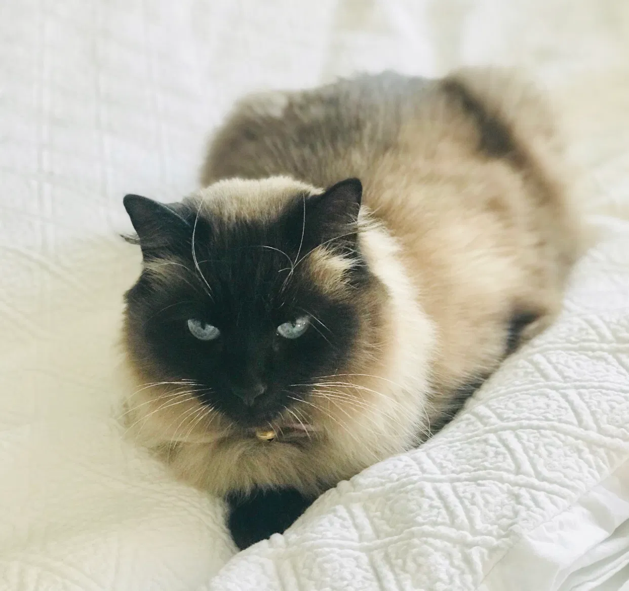 Lost cat in Mcminnville, OR, 97128