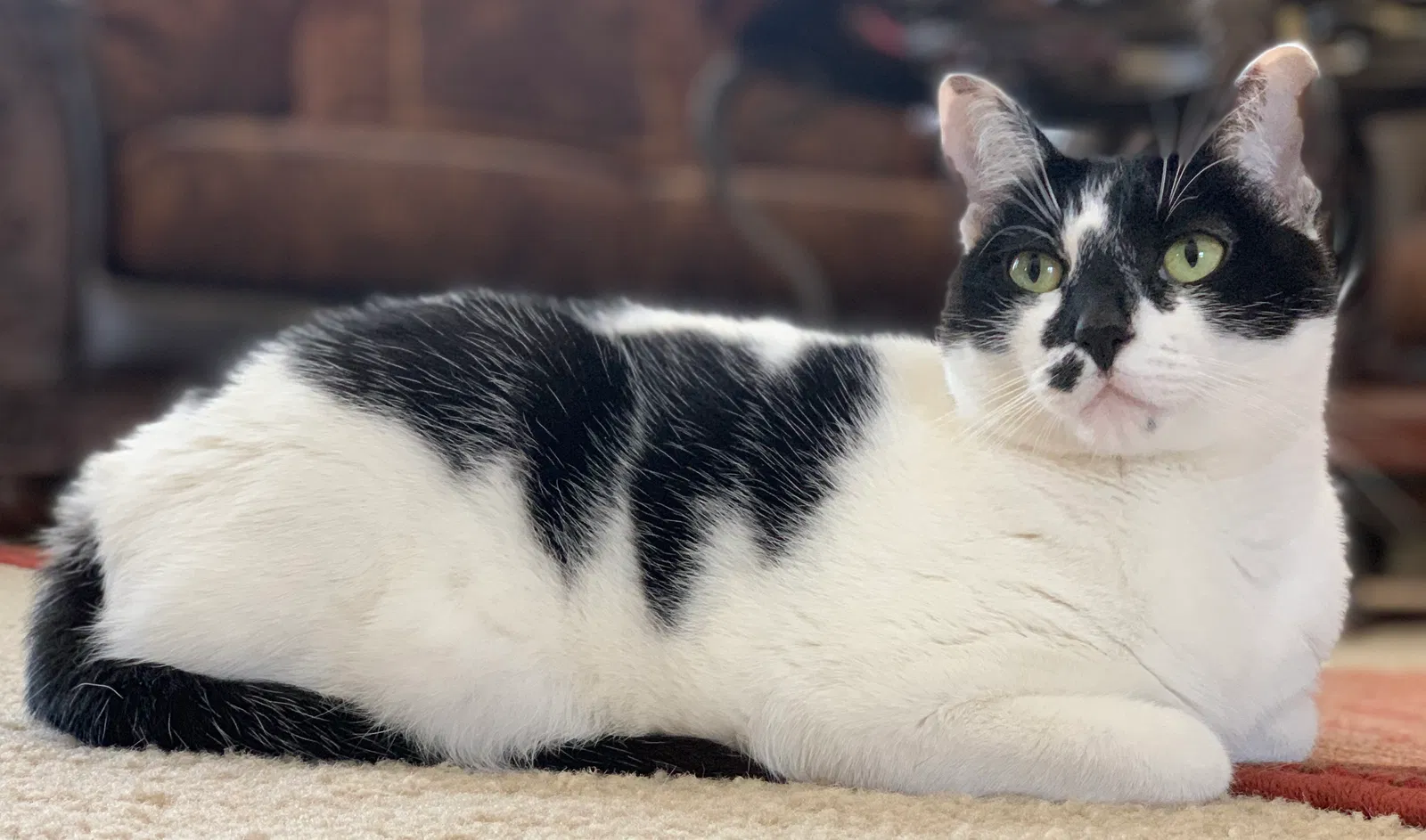 Lost cat in Corona, CA, 92883