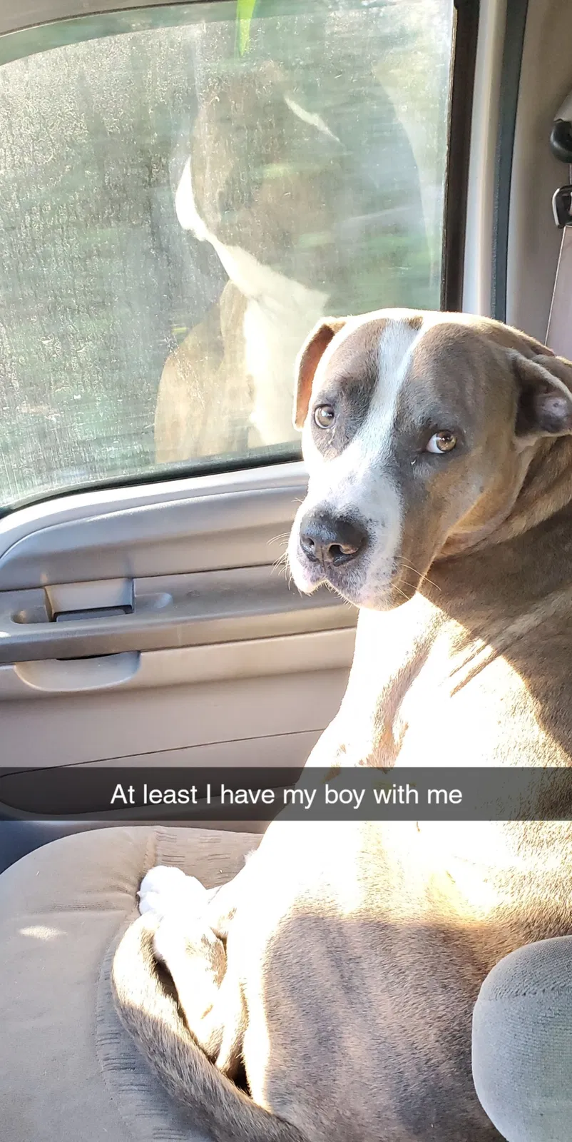 Lost dog in Crystal River, FL, 34429