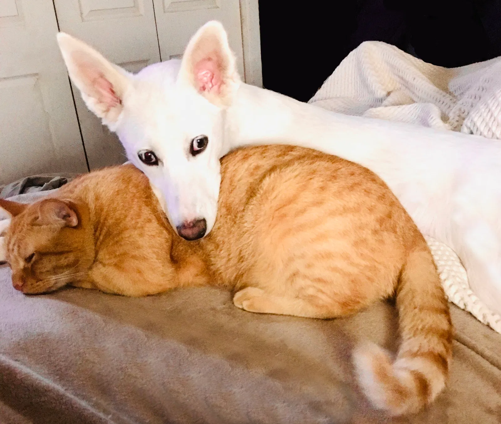 Lost cat in Haltom City, TX, 76117