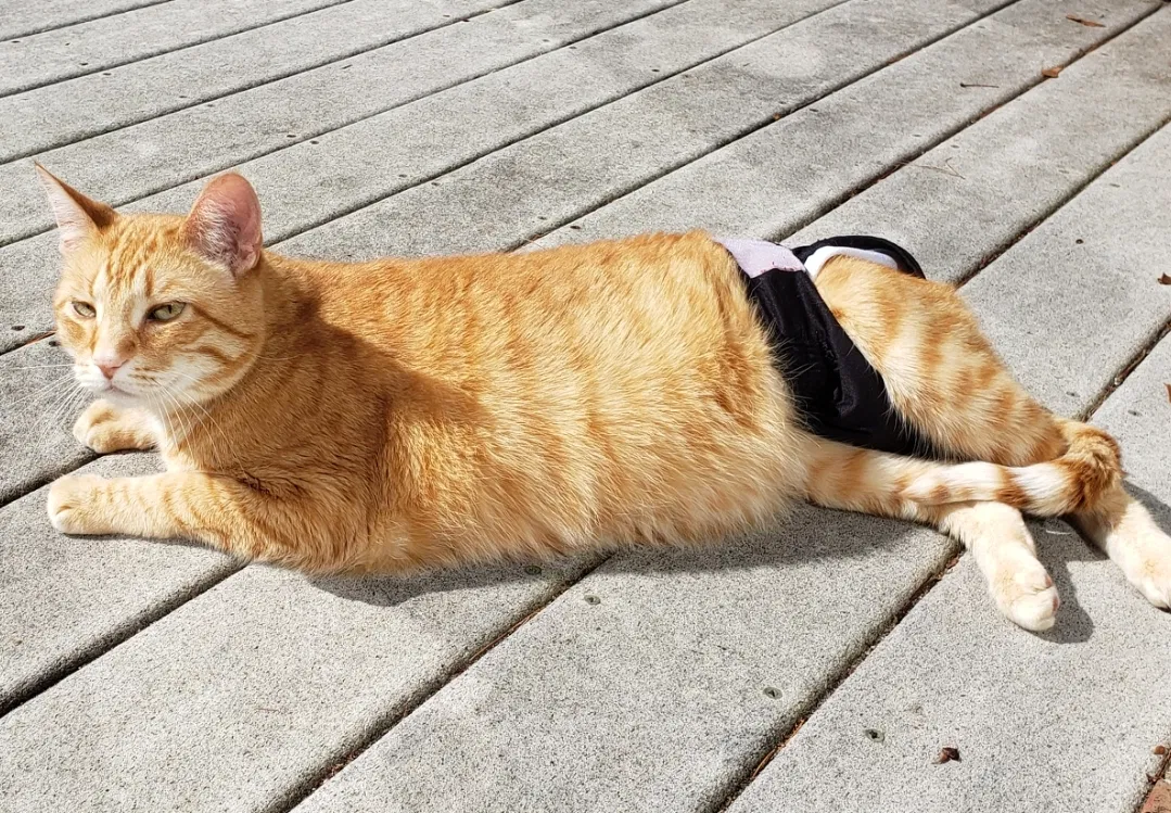 Lost cat in Green Bay, WI, 54311