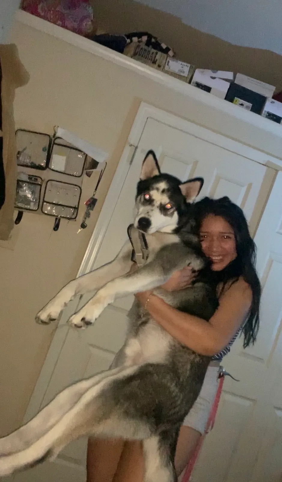 Lost dog in Harlingen, TX, 78552