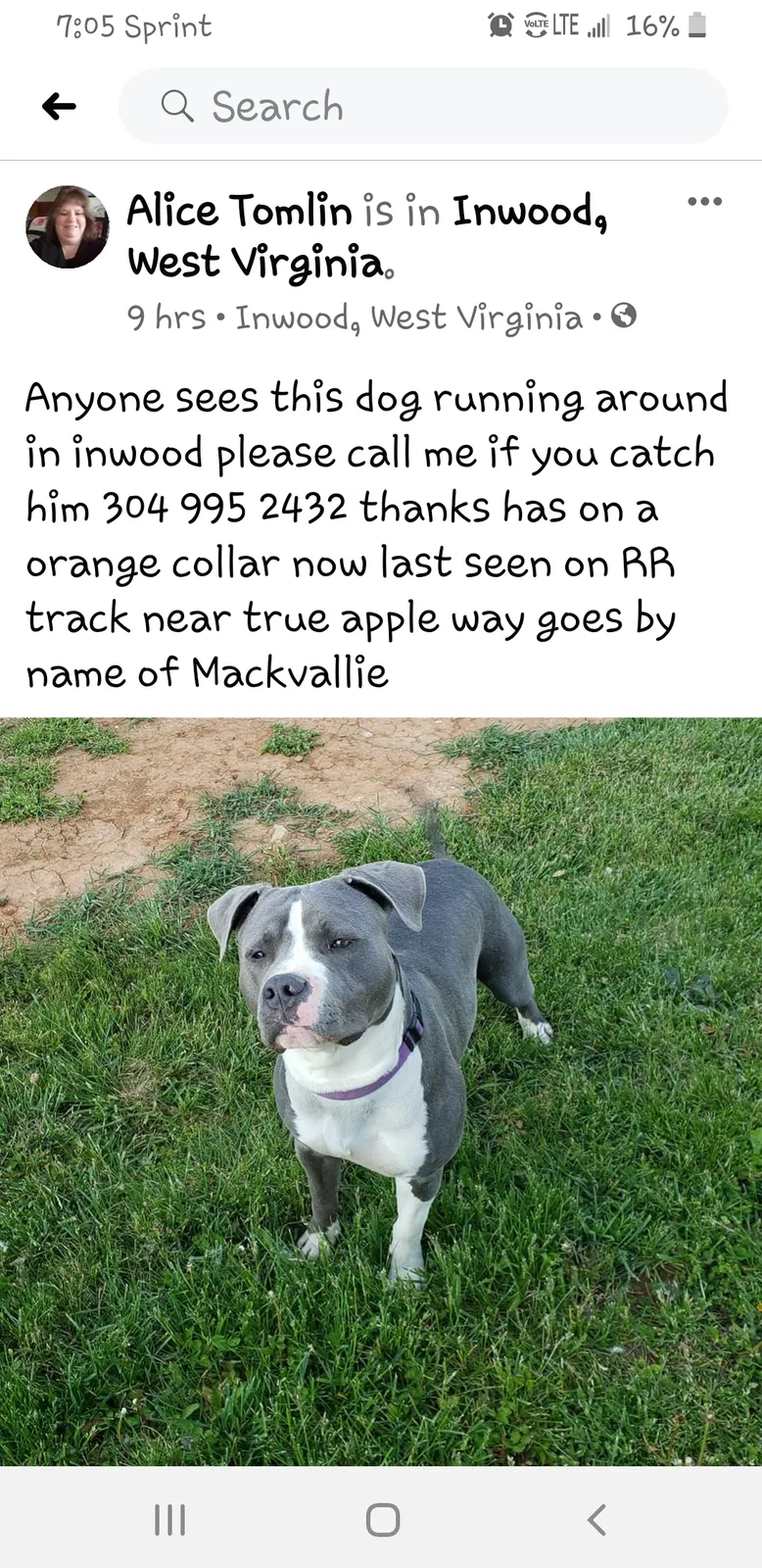 Lost dog in Inwood, WV, 25428