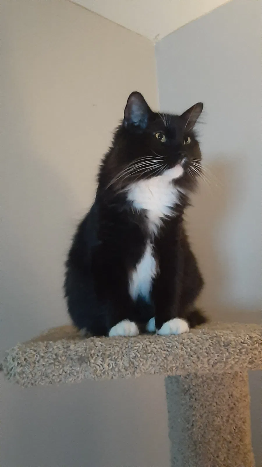 Lost cat in Peoria, IL, 61603