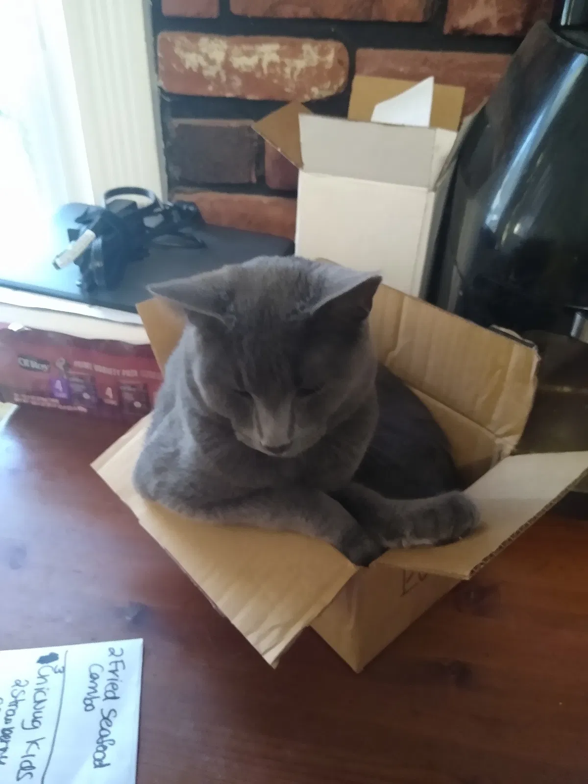 Lost cat in Pottstown, PA, 19464