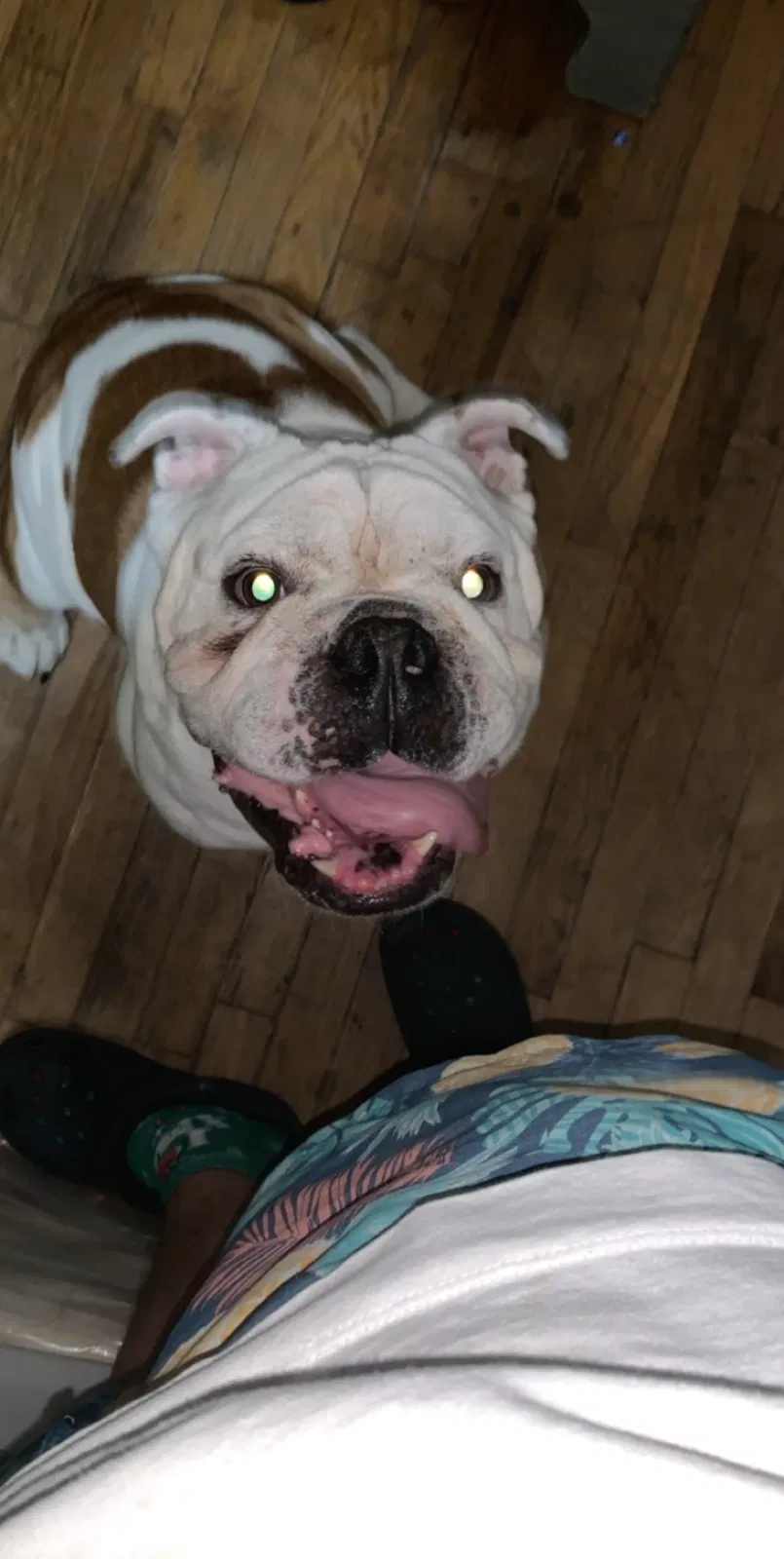Lost dog in Waco, TX, 76705