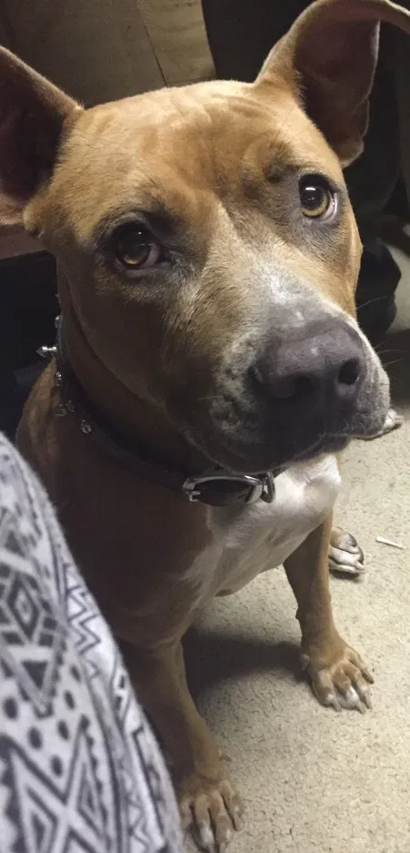 Lost dog in Jacksonville, NC, 28540
