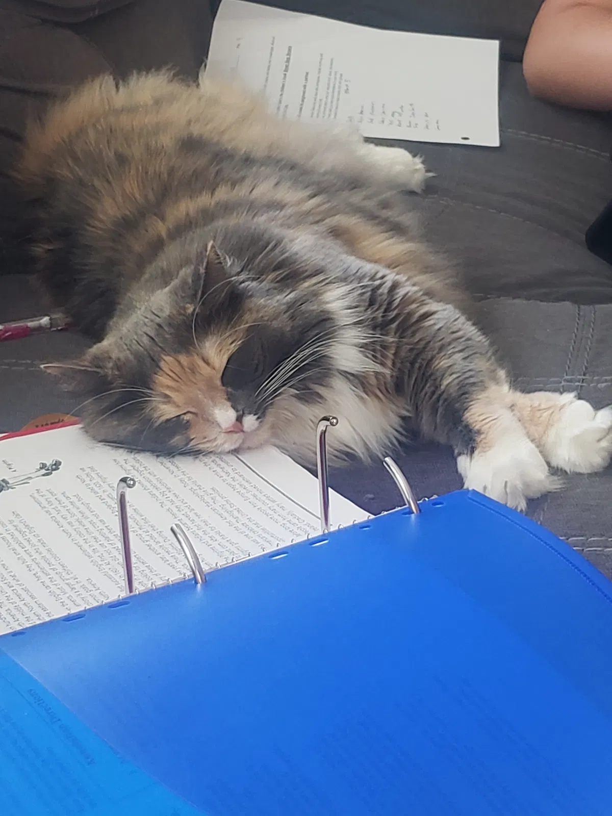 Lost cat in Auburn, WA, 98092