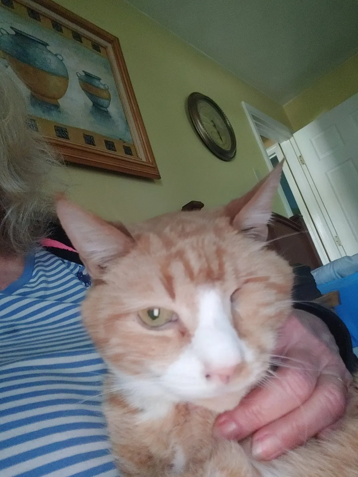 Lost cat in Epping, NH, 3042