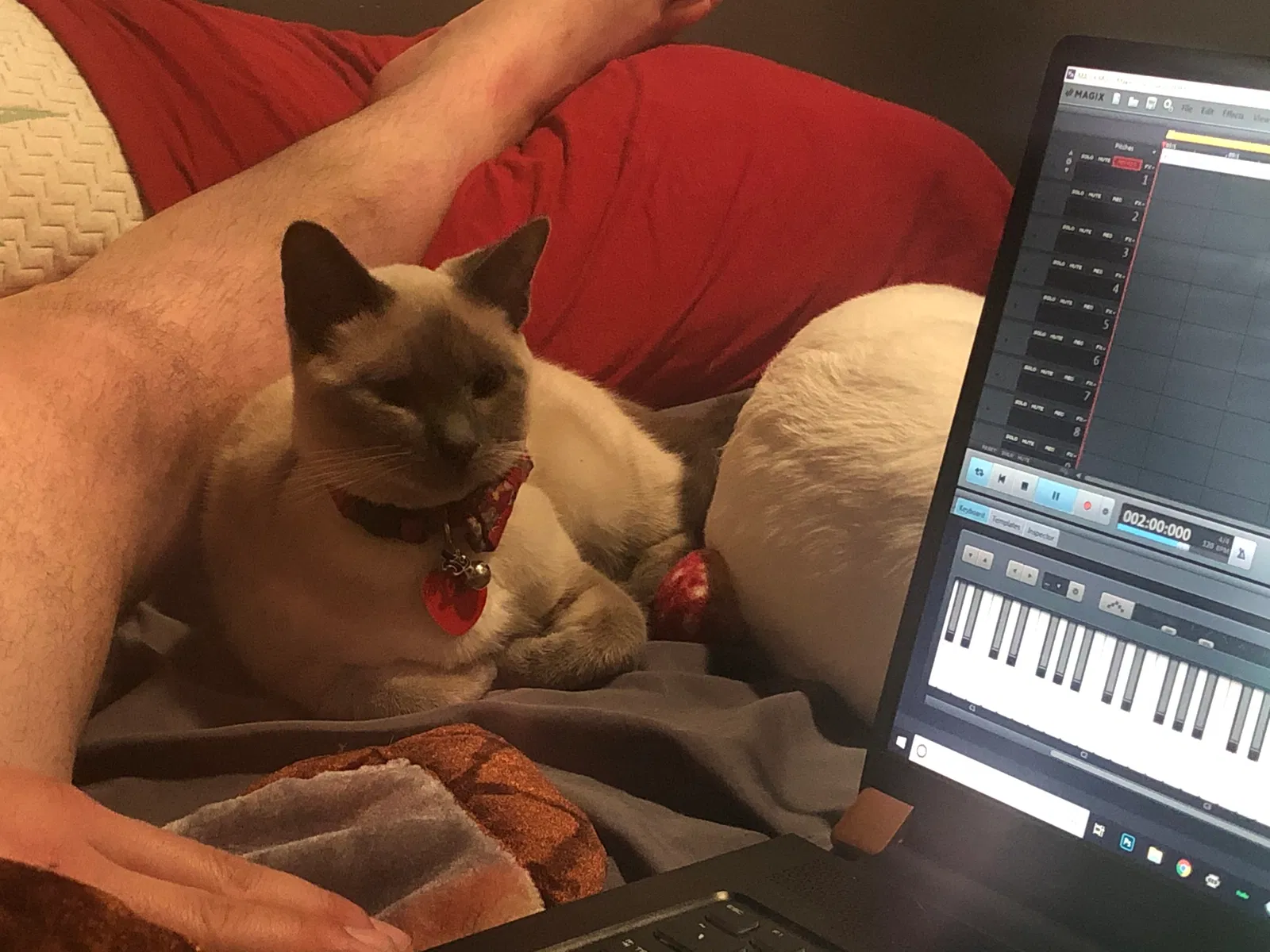 Lost cat in Chicago, IL, 60608