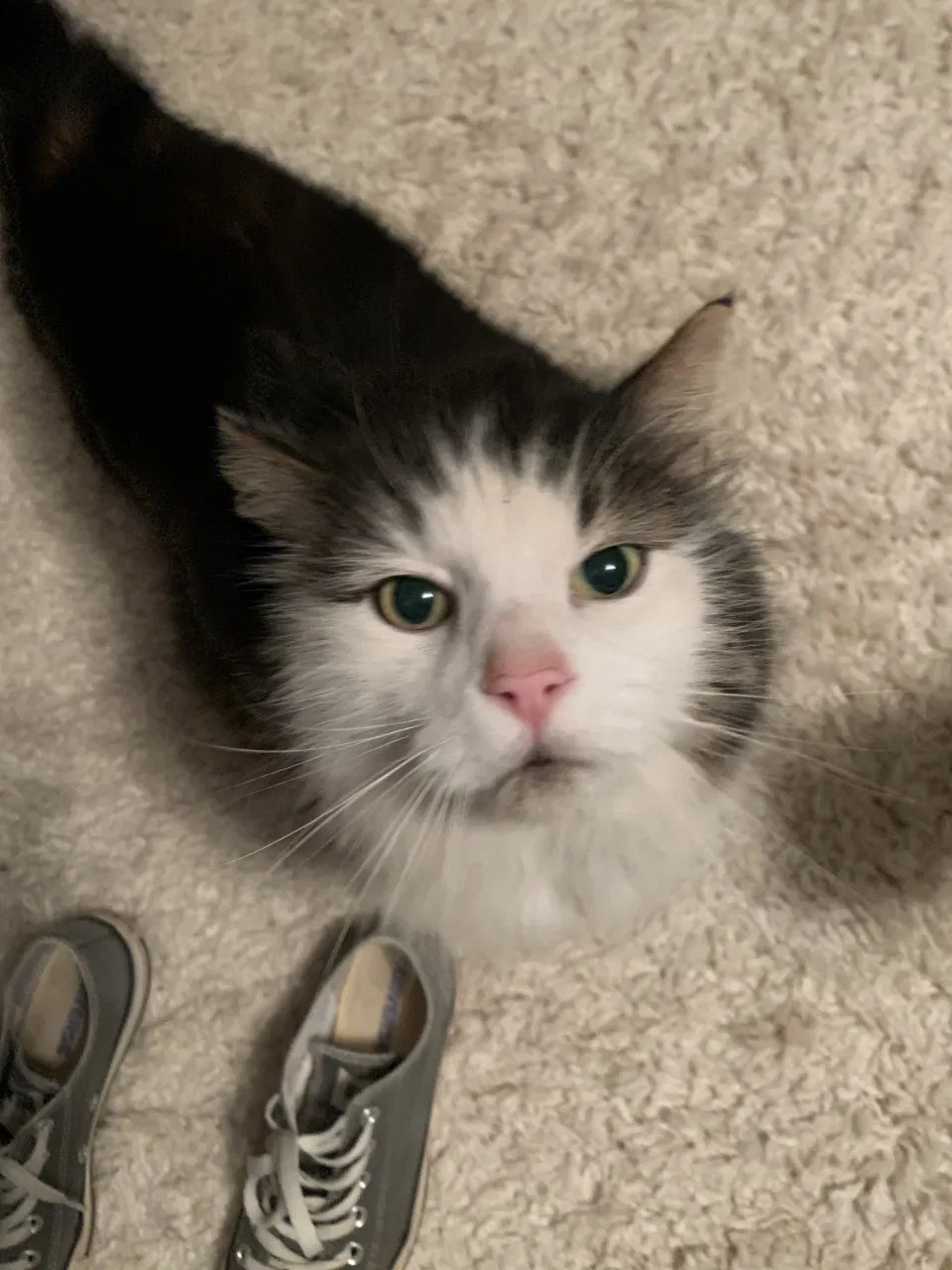 Lost cat in Lewisville, NC, 27023