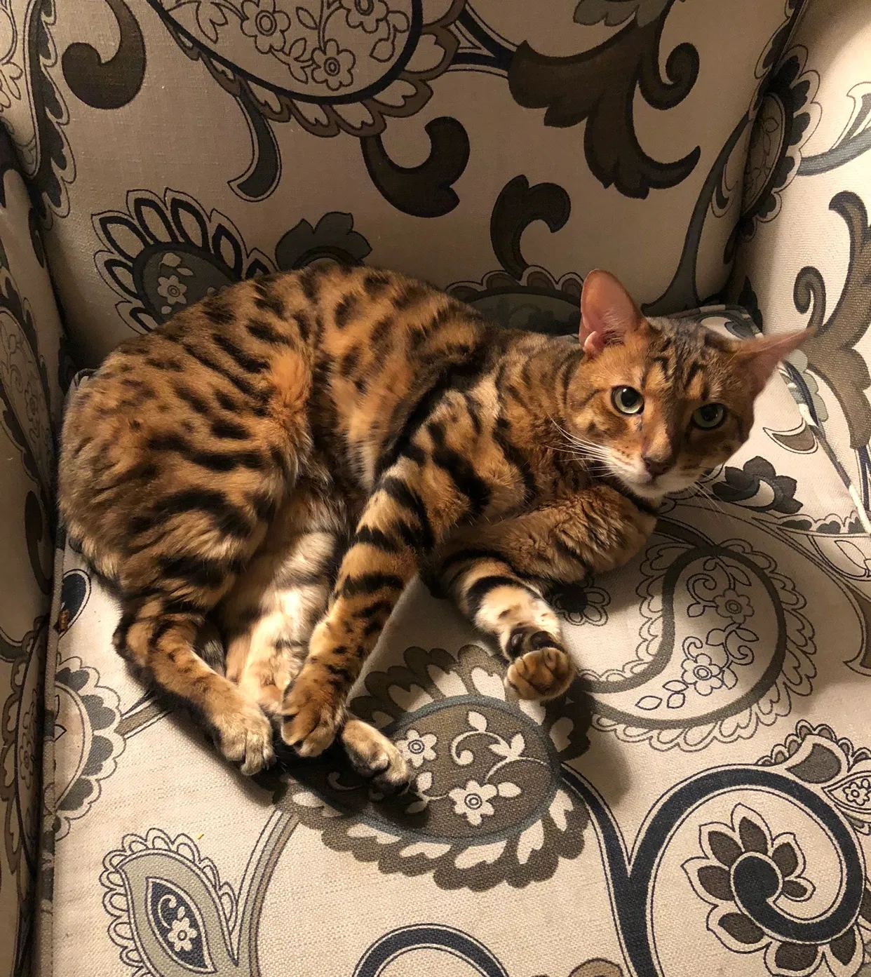 Lost cat in Las Vegas, NV, 89129