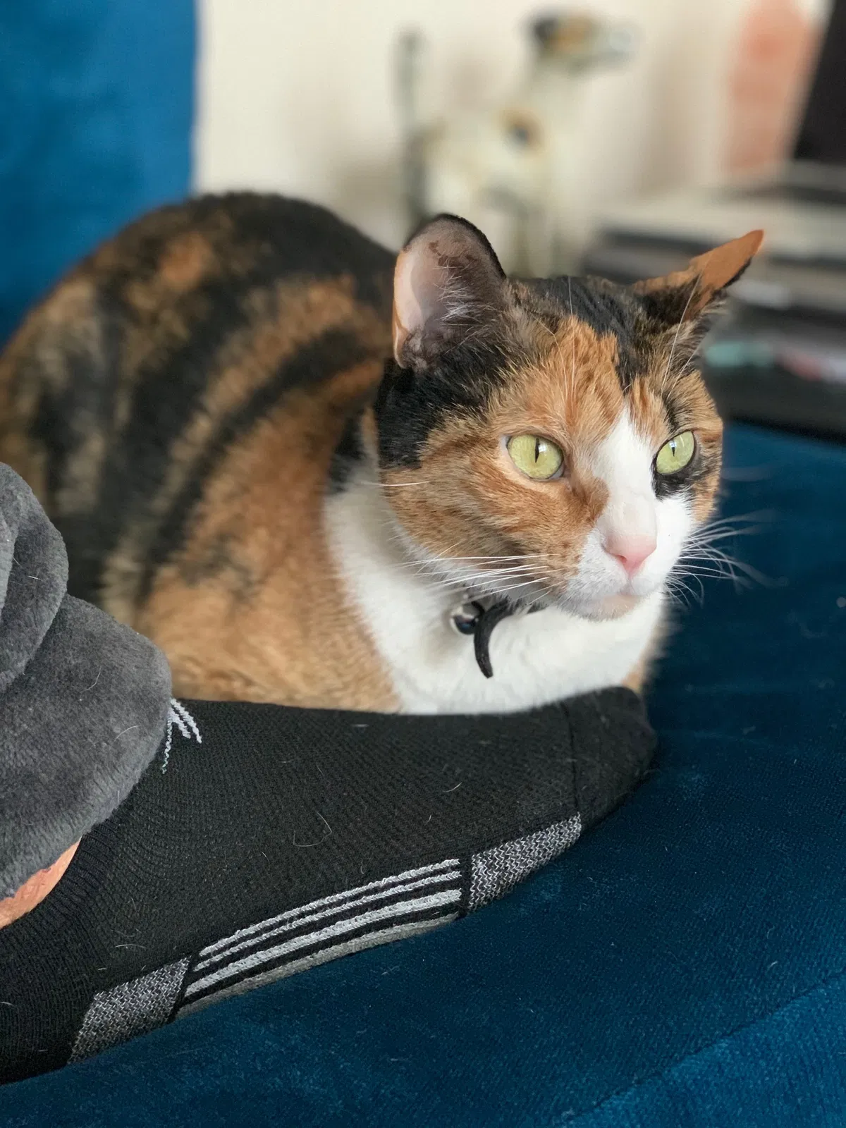 Lost cat in Cleveland, OH, 44121