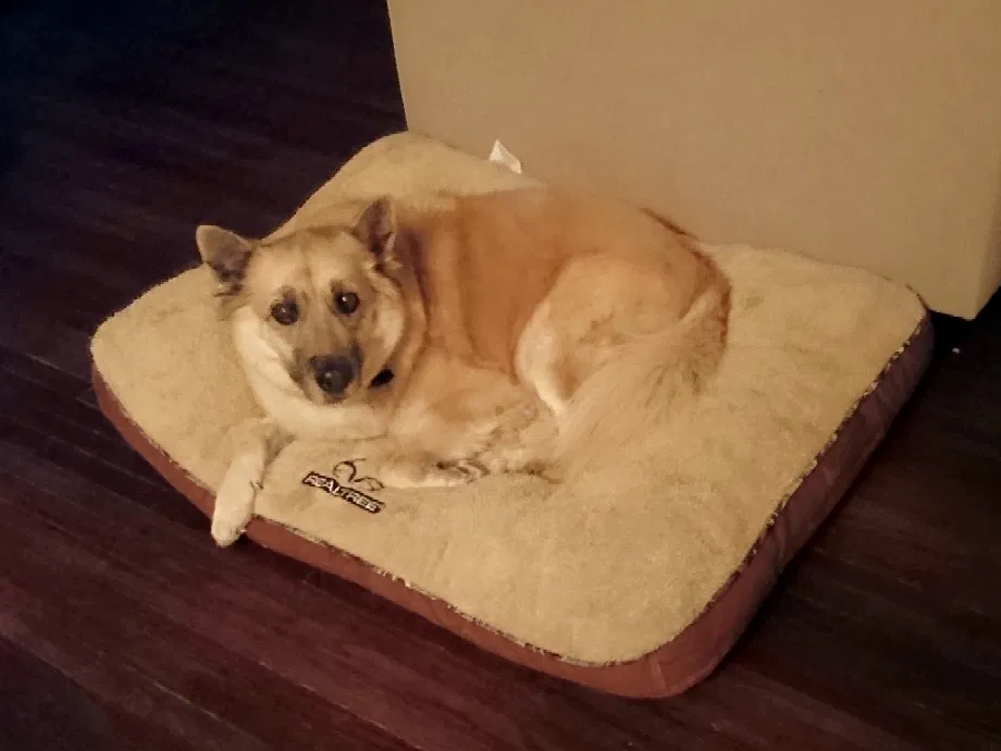 Lost dog in Tucson, AZ, 85735