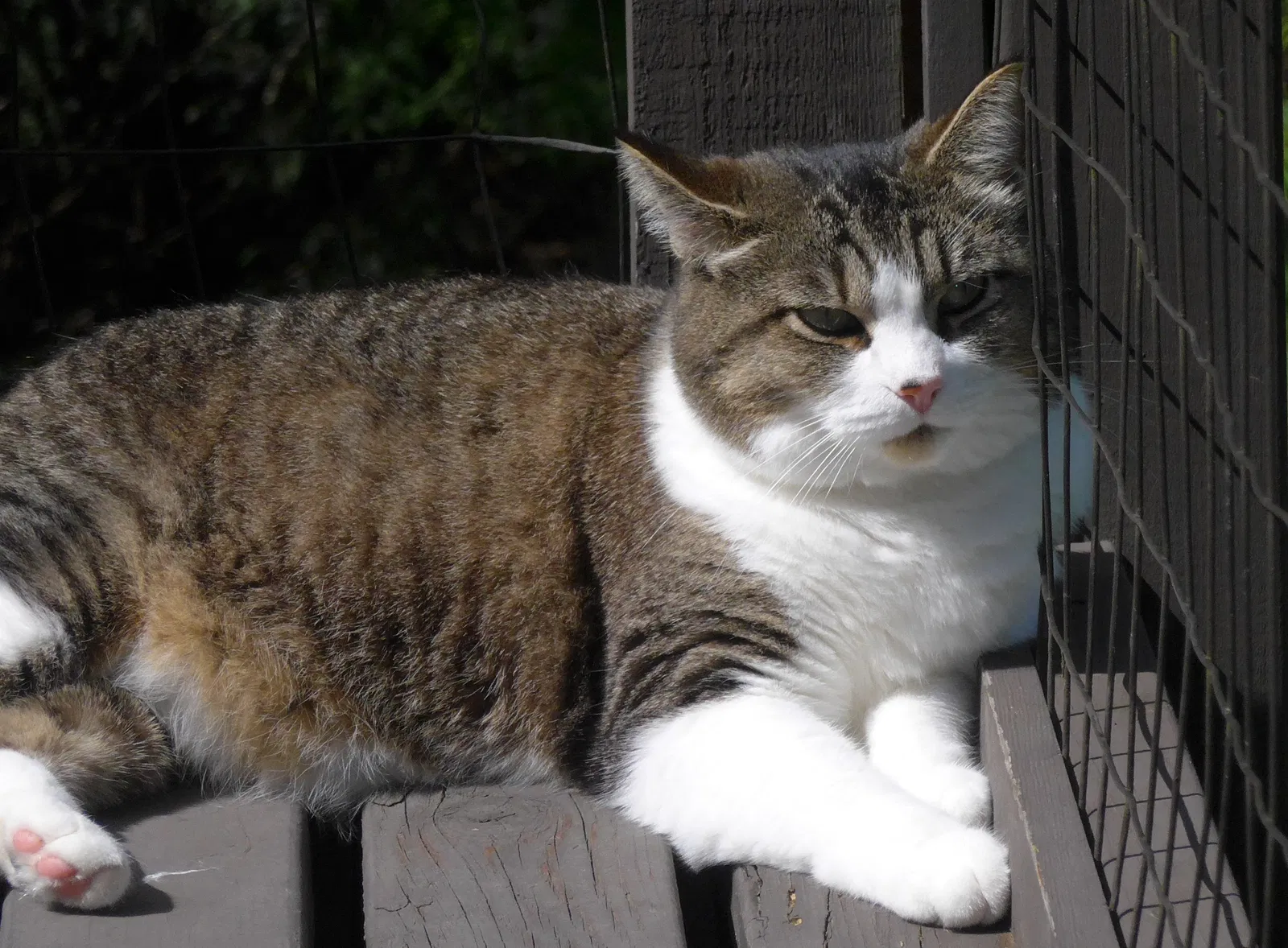 Lost cat in Seattle, WA, 98125