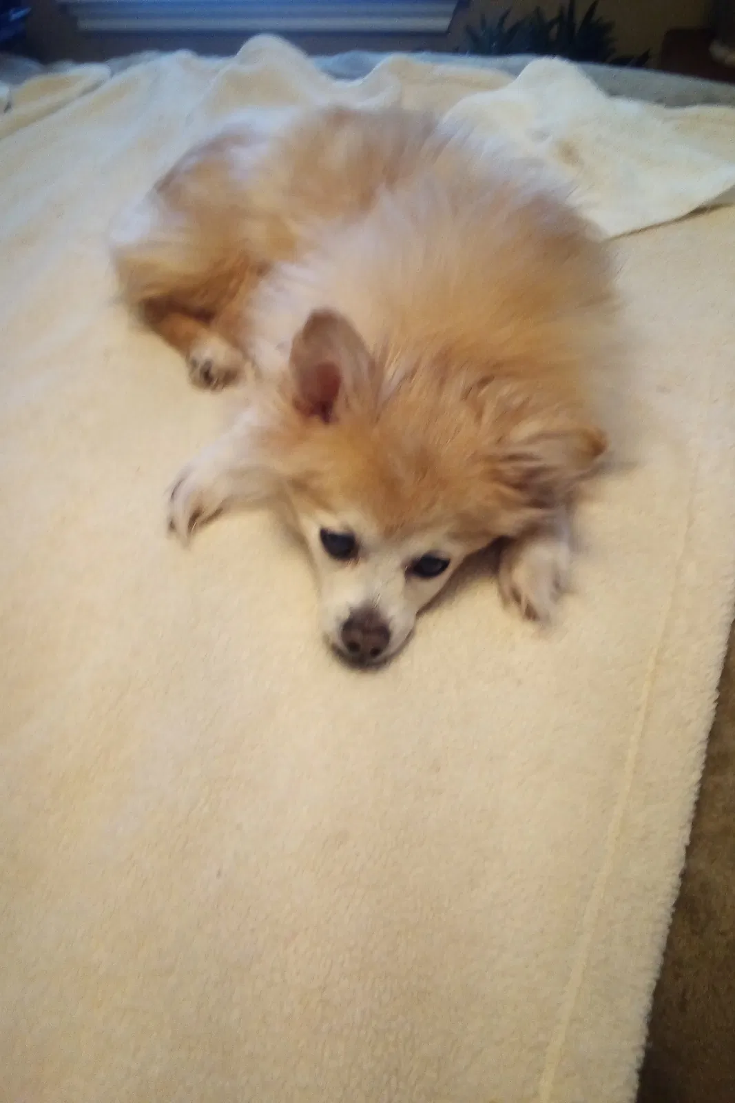 Lost dog in Spring, TX, 77389