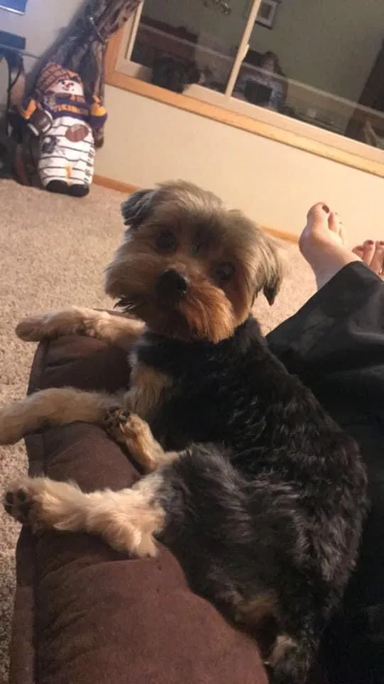 Lost dog in Bethel, MN, 55005