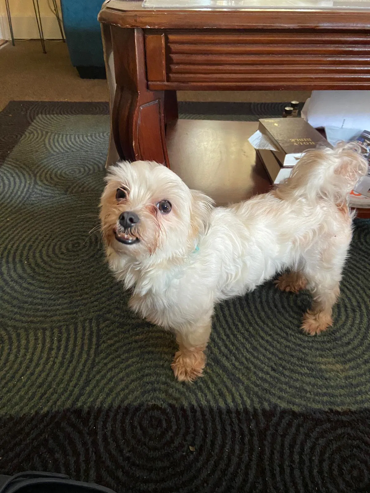 Lost dog in New Orleans, LA, 70119