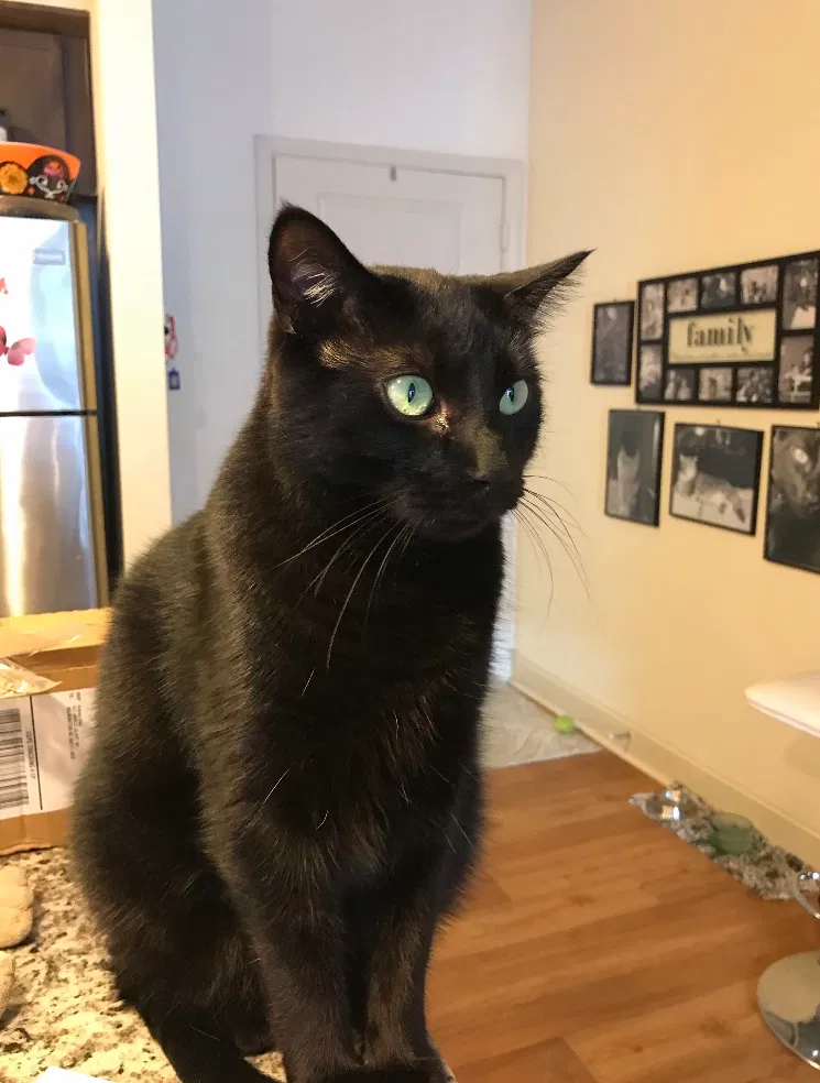 Lost cat in Wilmington, NC, 28411