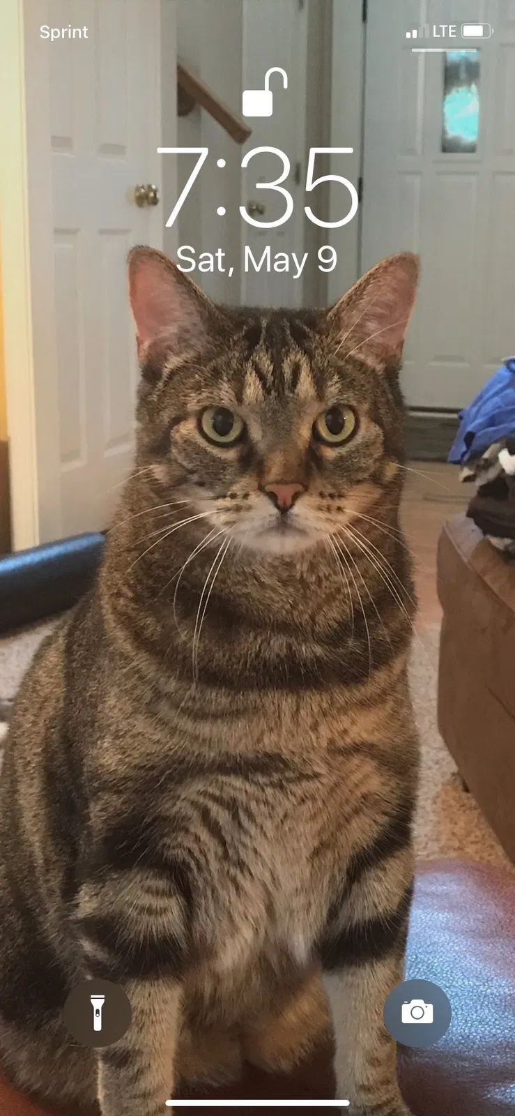Lost cat in Olathe, KS, 66061