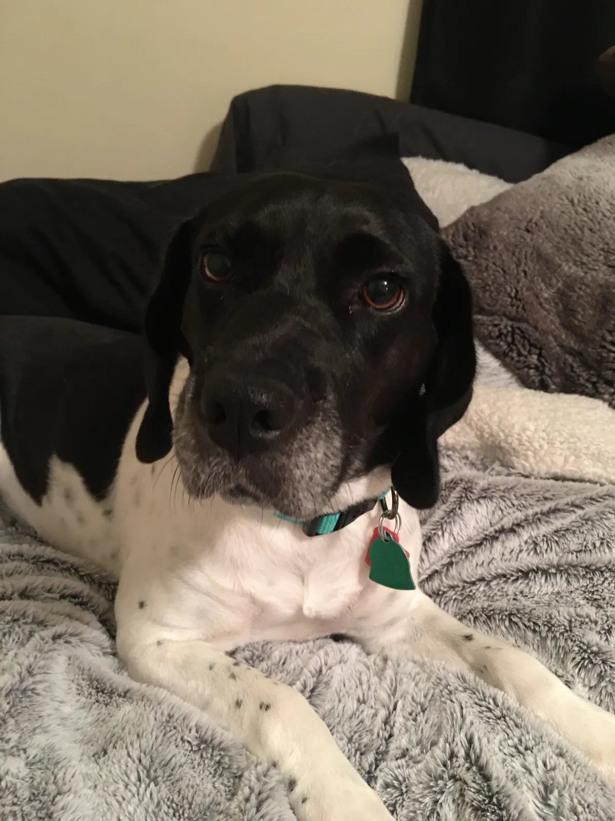 Lost dog in Dothan, AL, 36305