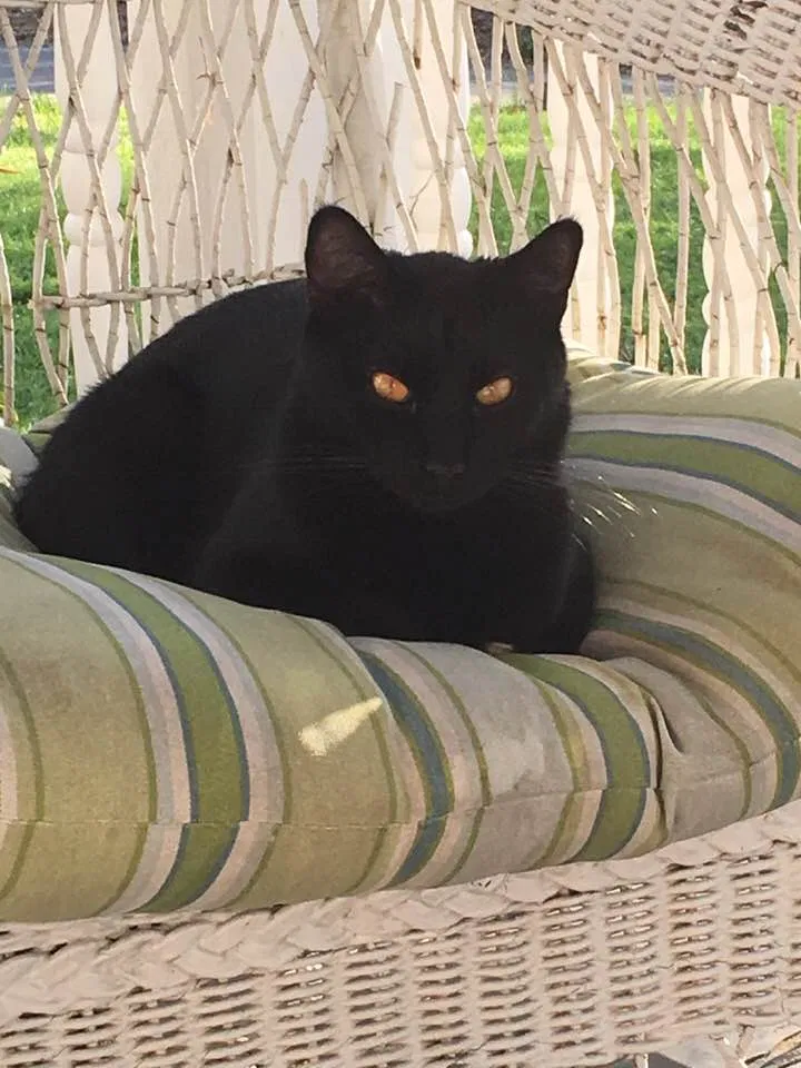 Lost cat in Clemmons, NC, 27012