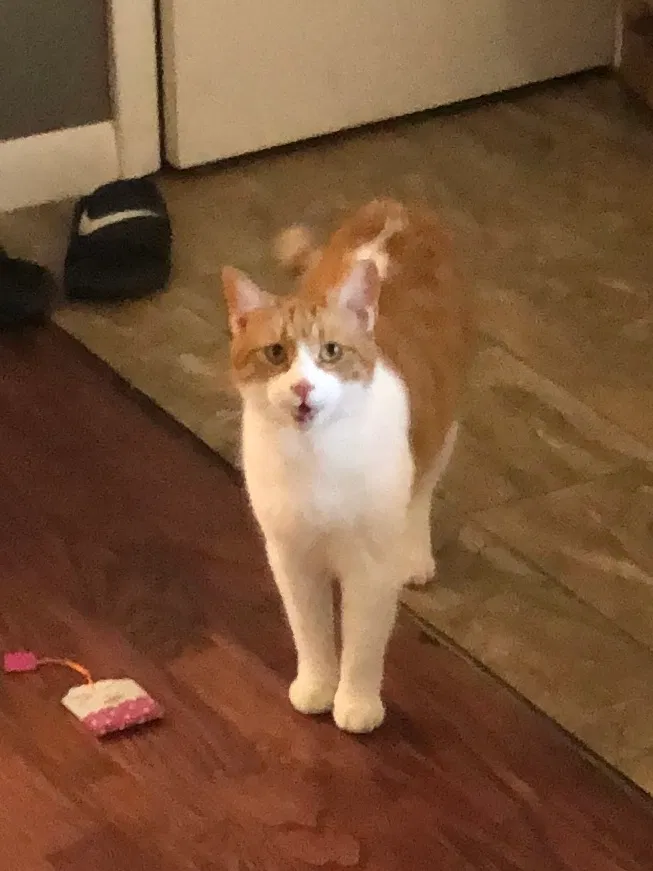 Lost cat in Orlando, FL, 32804