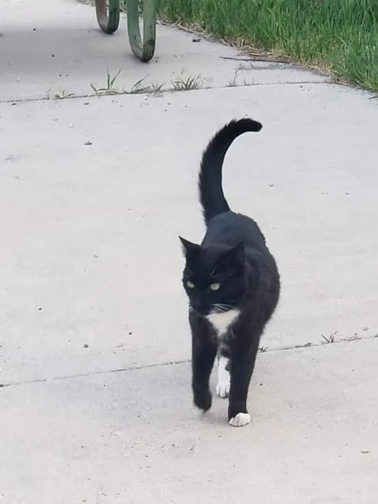 Found cat in Dutch John, UT, 84023