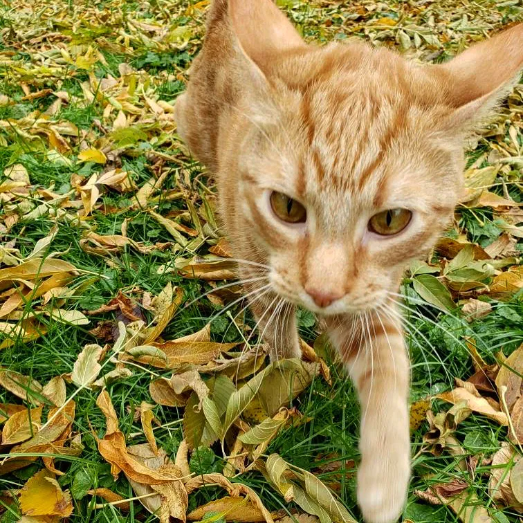 Lost cat in Milwaukee, WI, 53202