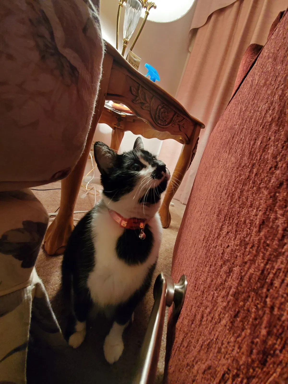 Lost cat in Sparks, NV, 89431