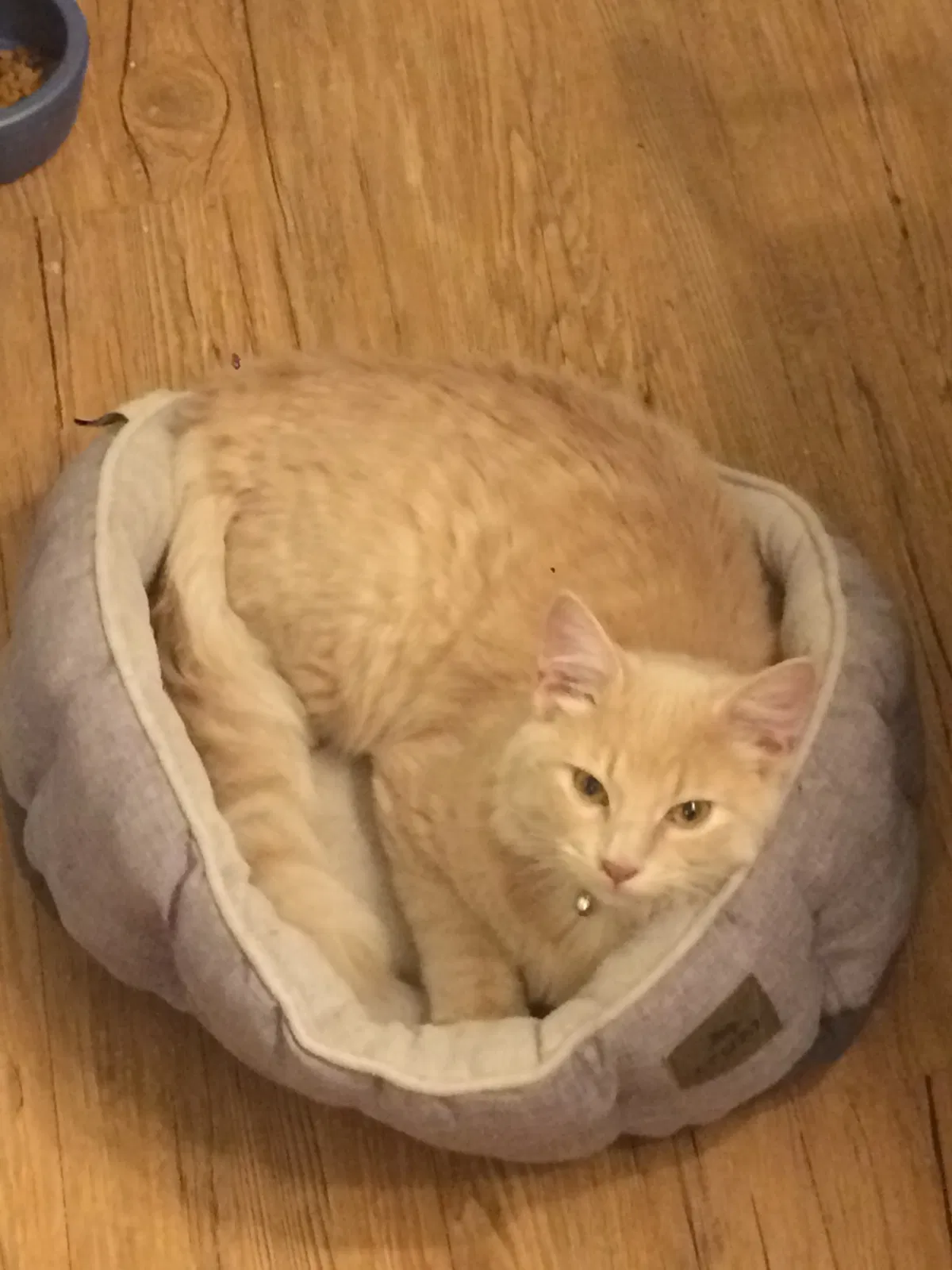Lost cat in New Orleans, LA, 70131