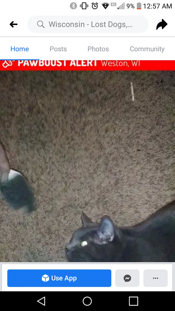 Lost cat in Schofield, WI, 54476