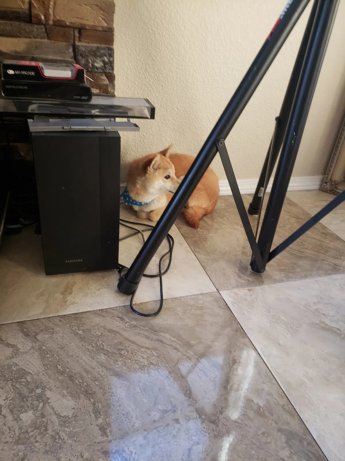 Lost dog in El Paso, TX, 79938