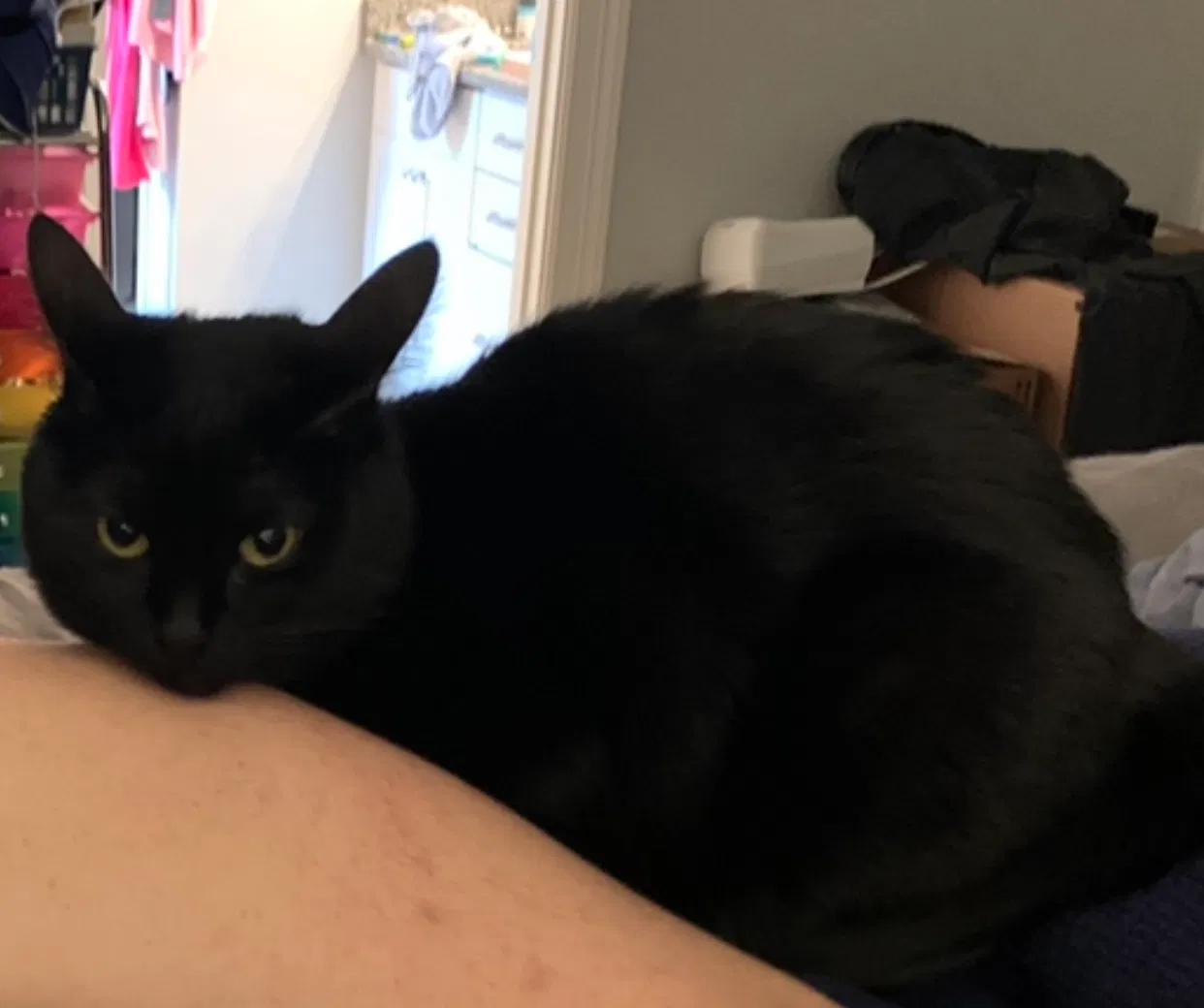 Lost cat in Bossier City, LA, 71111