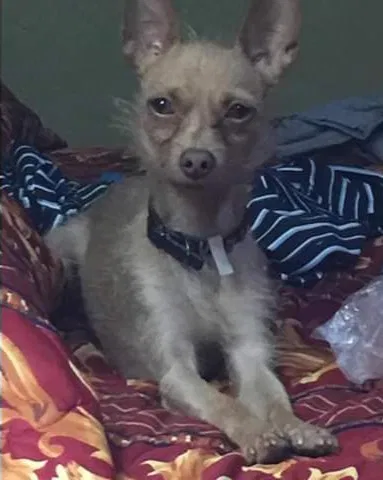 Lost dog in Tucson, AZ, 85713