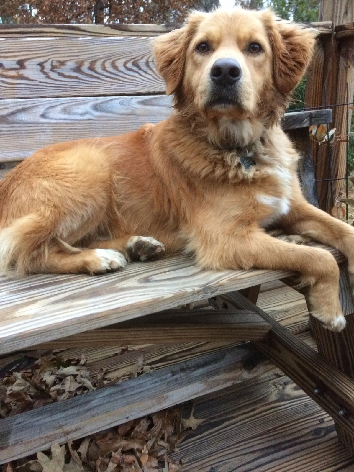 Lost dog in Tishomingo, MS, 38873