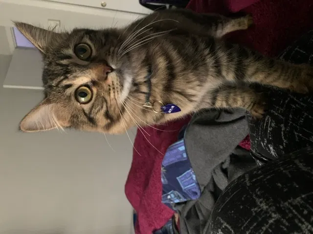 Lost cat in Aurora, IL, 60506