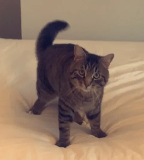 Lost cat in Brooklyn, MI, 49230