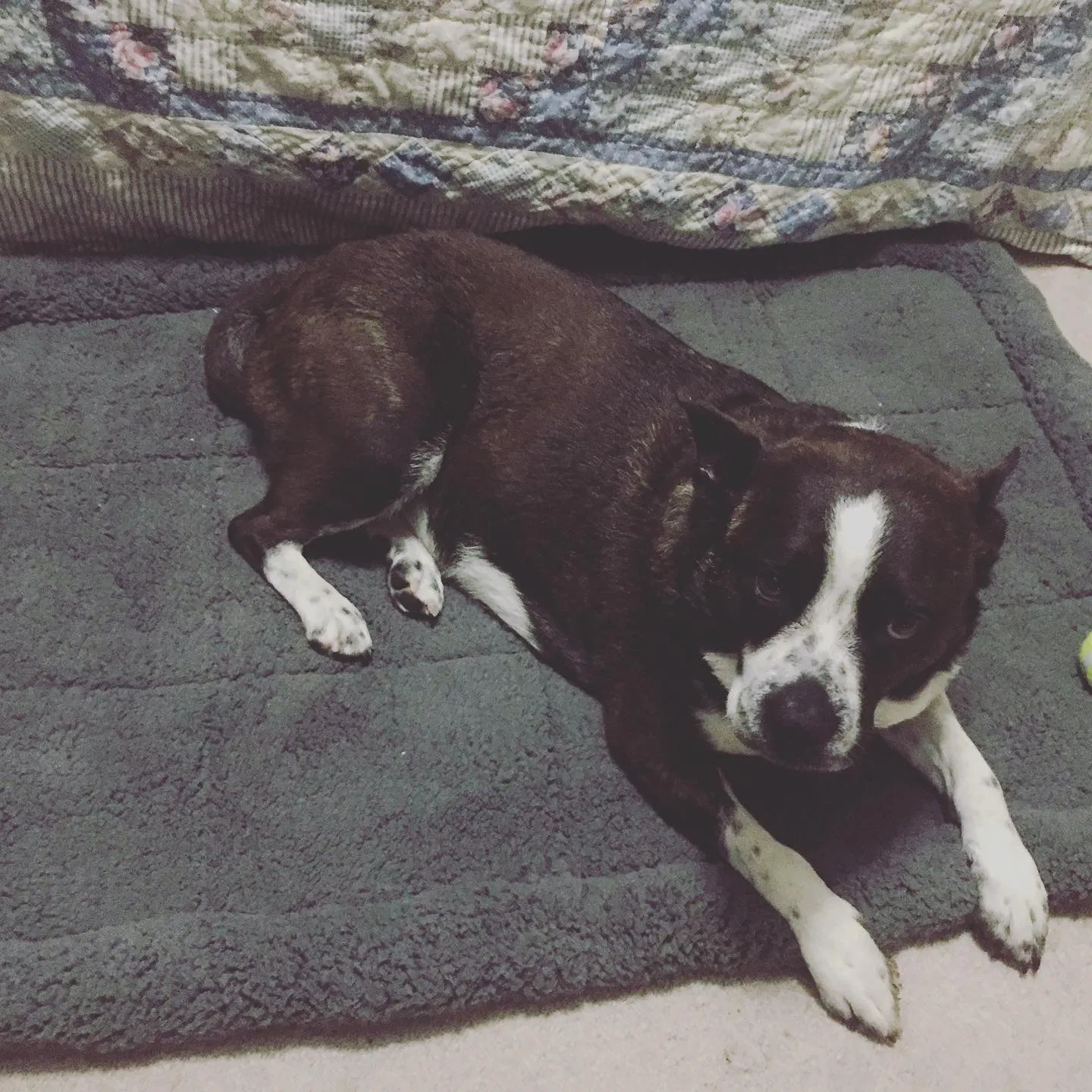 Lost dog in Kingston, GA, 30145