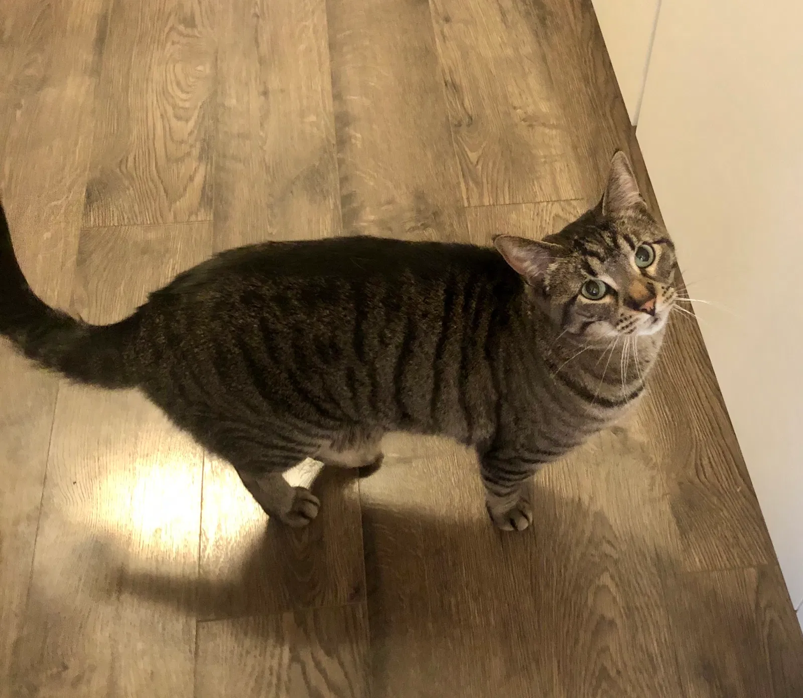 Lost cat in River Falls, WI, 54022