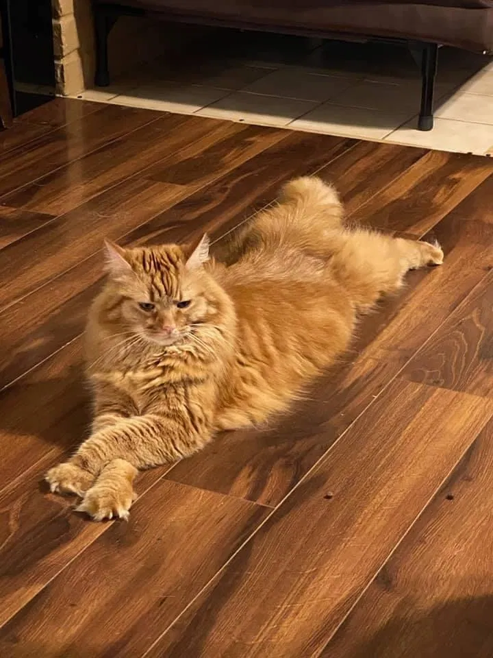Lost cat in Denison, TX, 75020