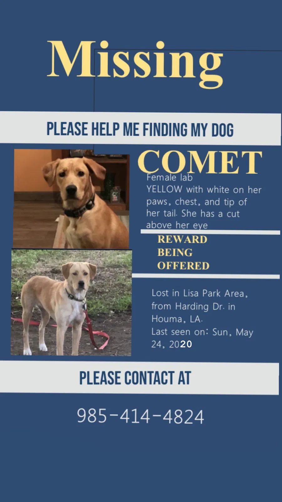 Lost dog in Houma, LA, 70364