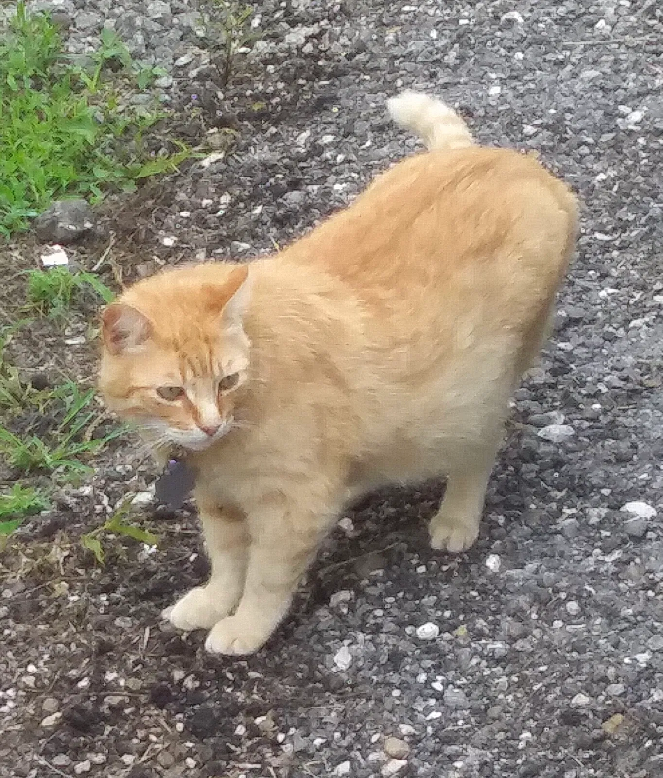 Lost cat in Odem, TX, 78370
