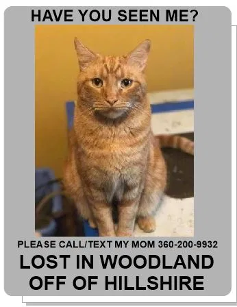 Lost cat in Woodland, WA, 98674