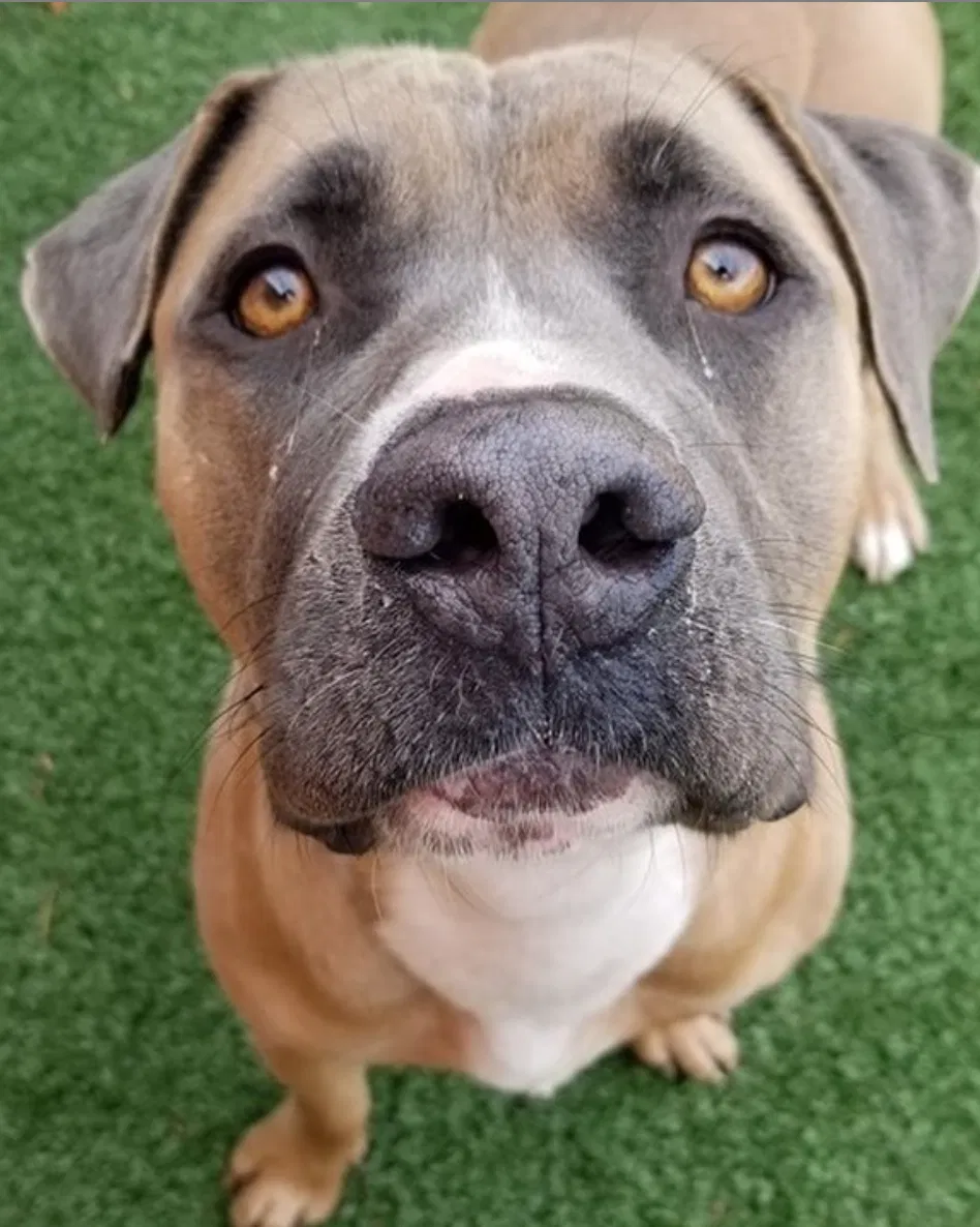 Lost dog in Saint Louis, MO, 63146