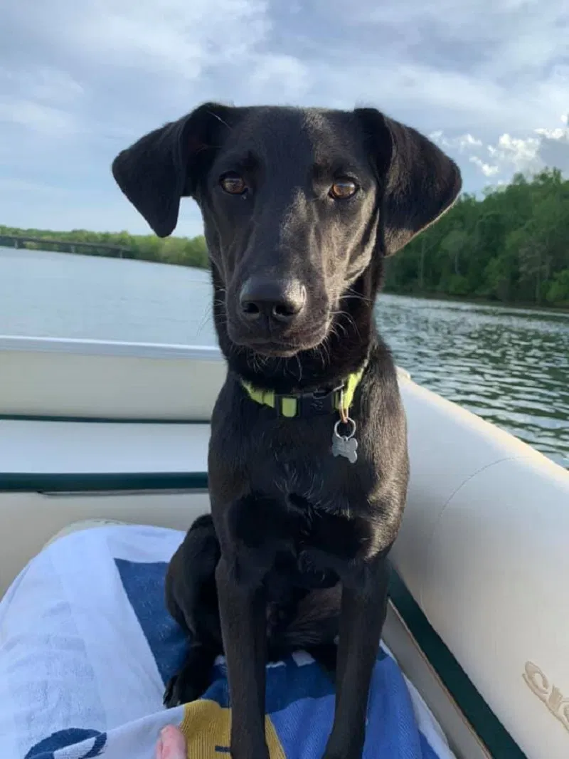 Lost dog in Charlotte, NC, 28202
