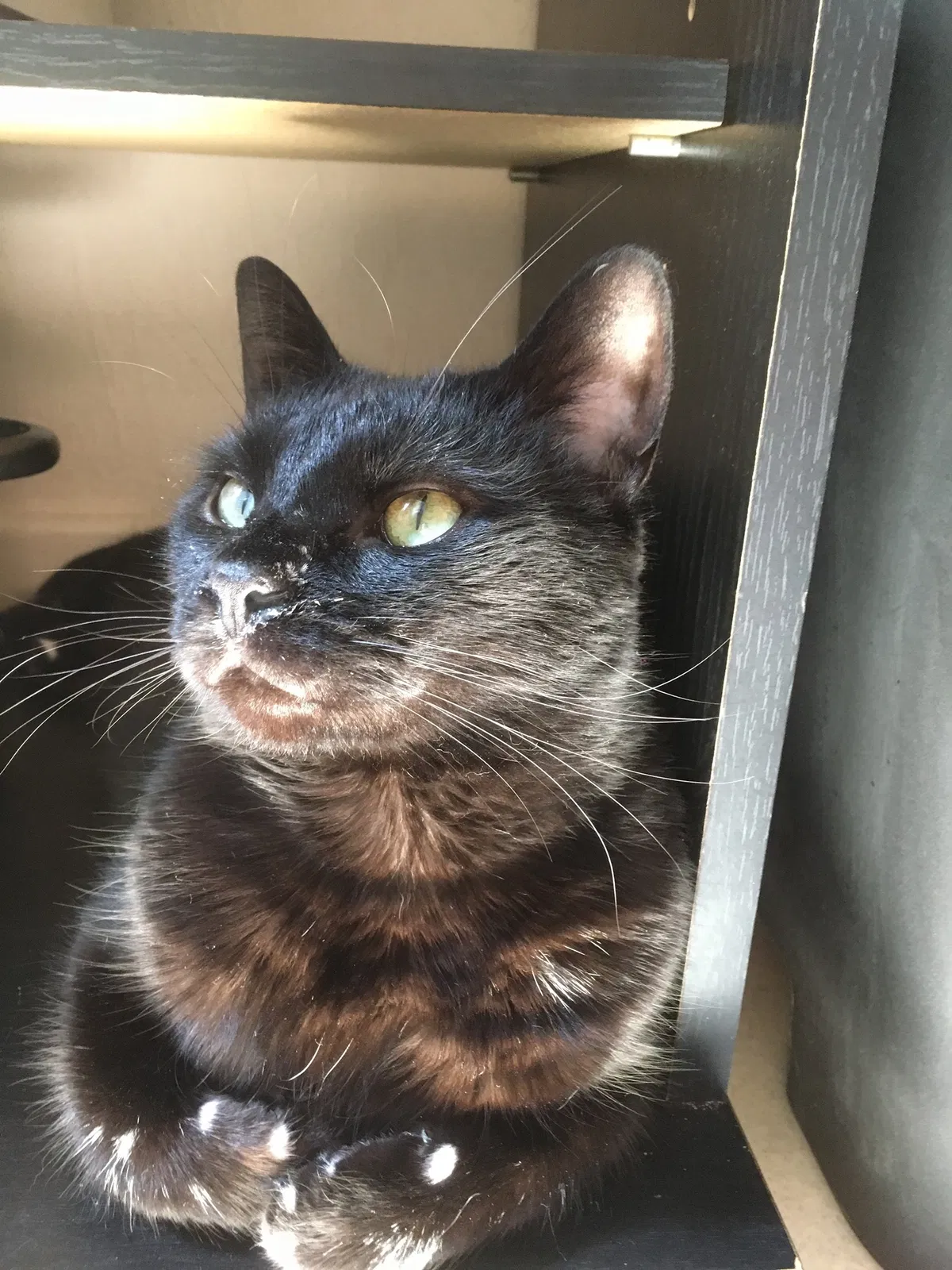 Lost cat in Zeeland, MI, 49464
