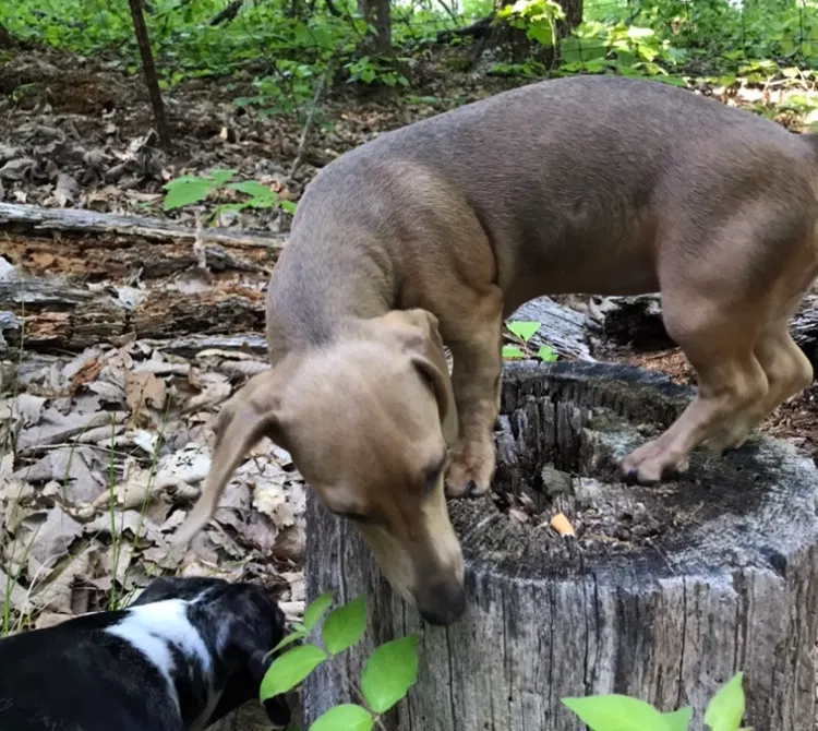 Lost dog in Knoxville, TN, 37922