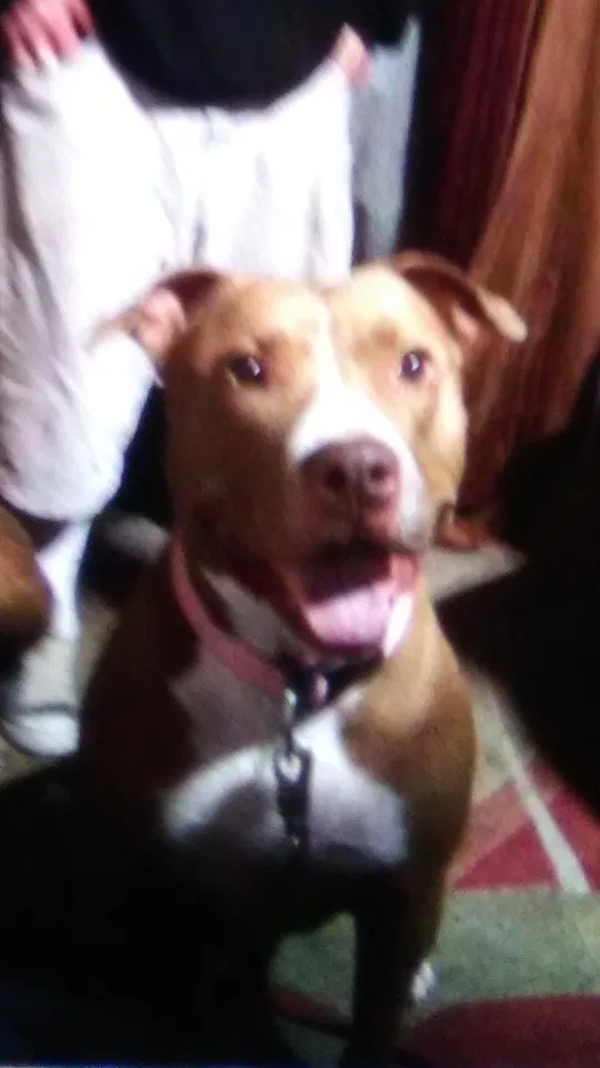 Lost dog in Murrieta, CA, 92562
